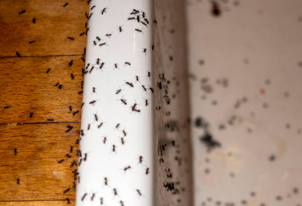 Best Emergency Pest Control  in Nroe City, MO