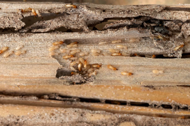 Best Best Pest Control Companies  in Nroe City, MO