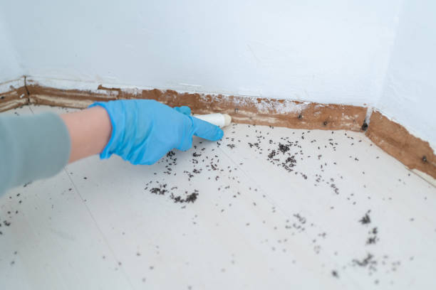 Best Affordable Pest Control Services  in Nroe City, MO
